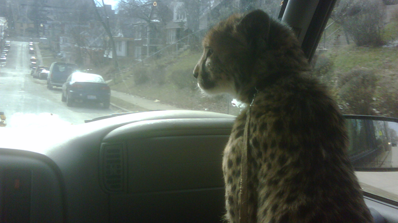 Illustration for article titled Did You Know Cheetahs Ride Shotgun?